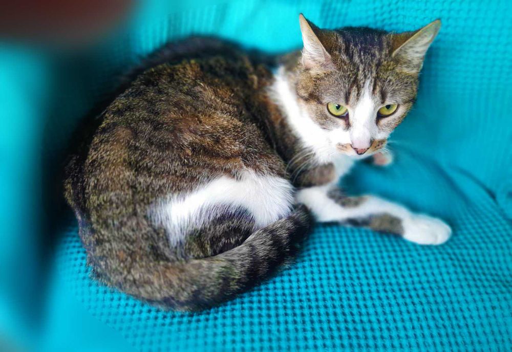 Брітні, біло-смугаста кішечка, шукає сім’ю! кішка 1рік,  кошка кошеня