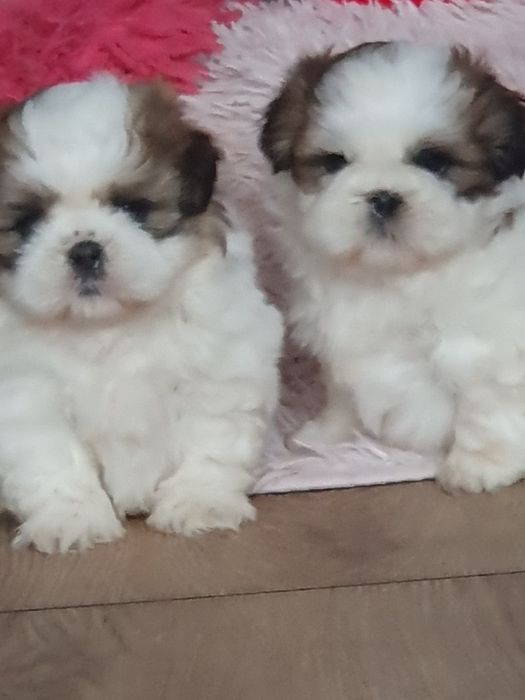Shih tzu ,/Urocze clppaki