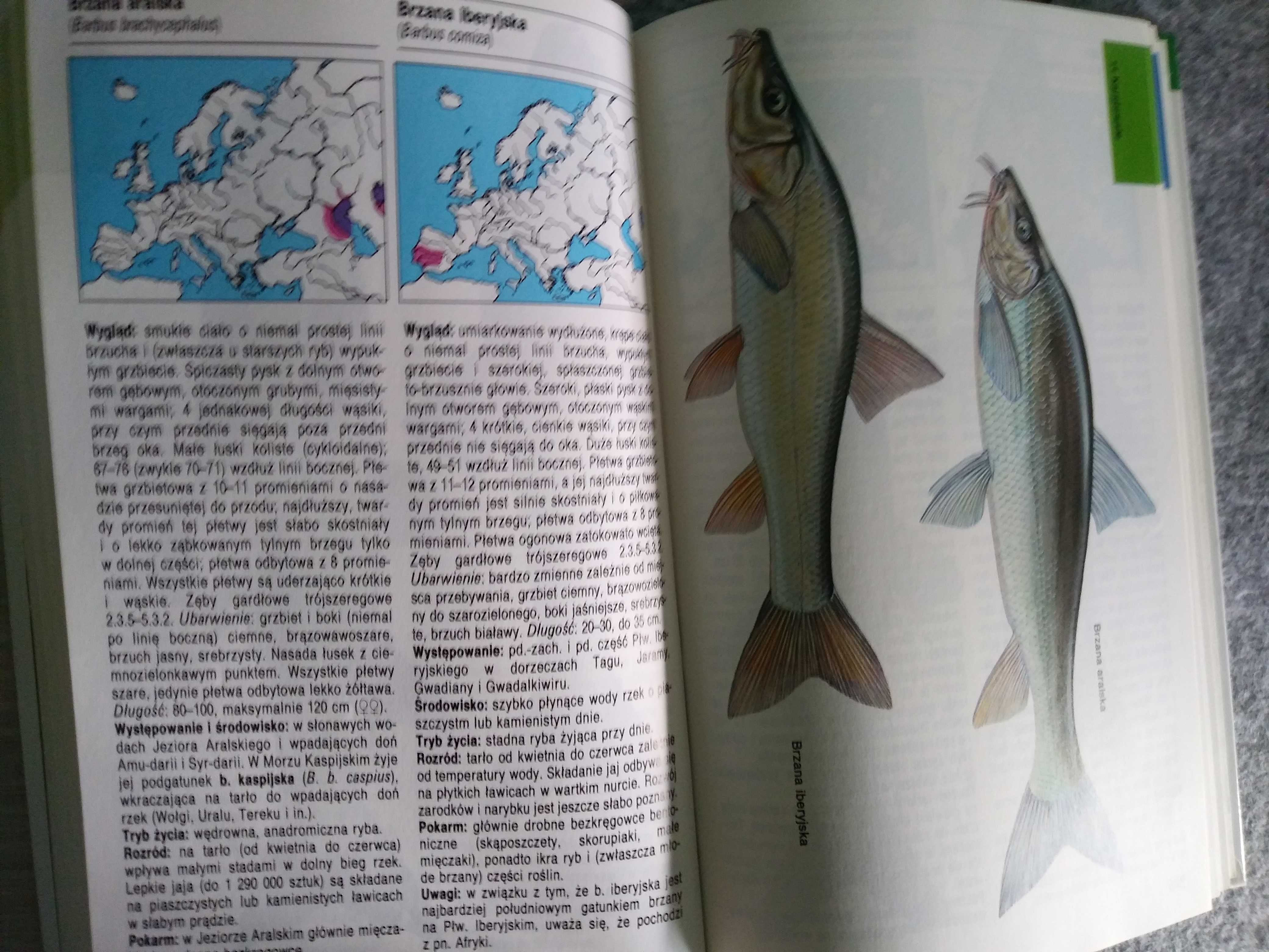 F. Terofal: Ryby słodkowodne