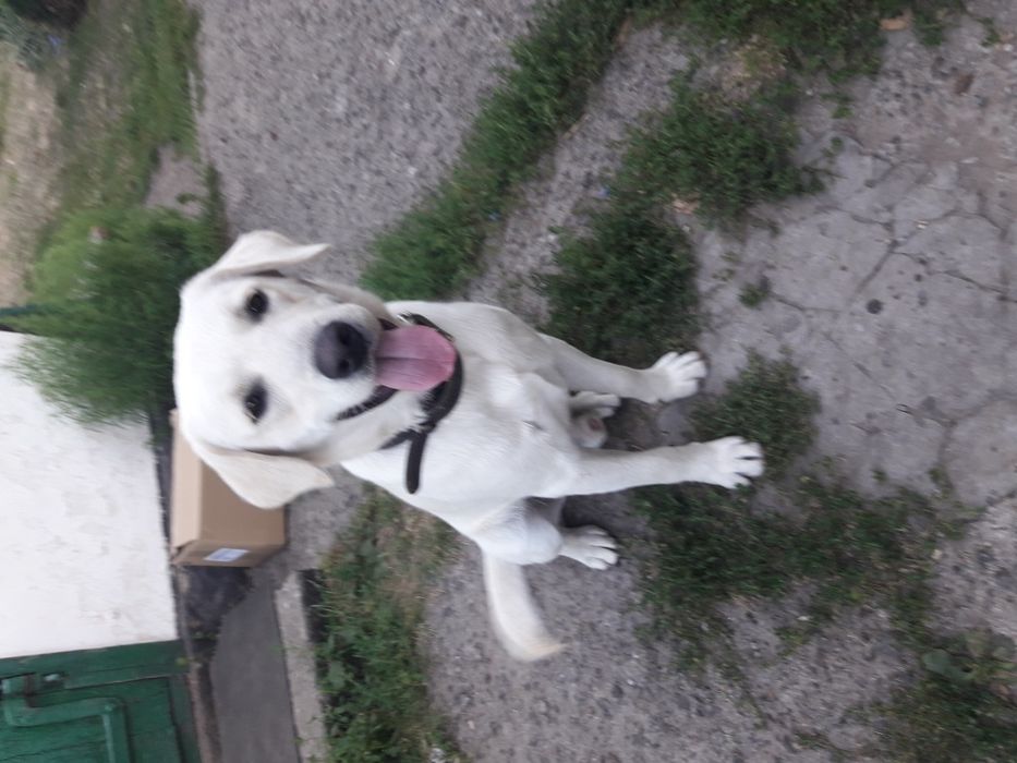 Лабрадор для вязки