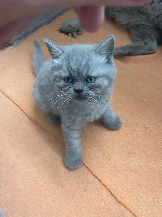 Scottish straight com alta qualidade de raça