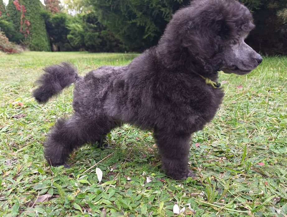 Pudel średni srebrny ZKwP/FCI piesek