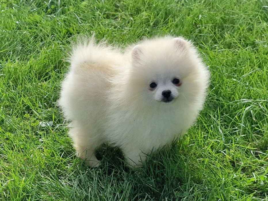Szpic miniaturowy Pomeranian ZKwP ZKwP.