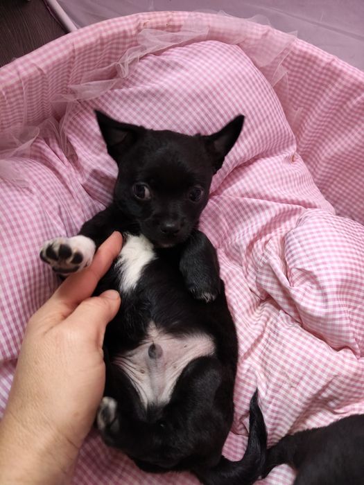 Чихуахуа дівчинка та два хлопчика