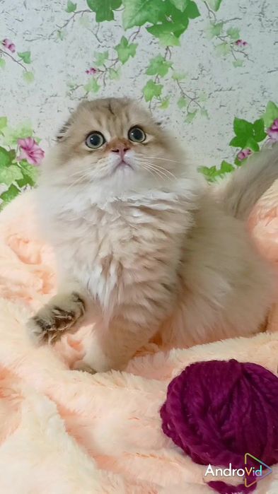 Дуже ніжний котик золота шиншила Хайленд