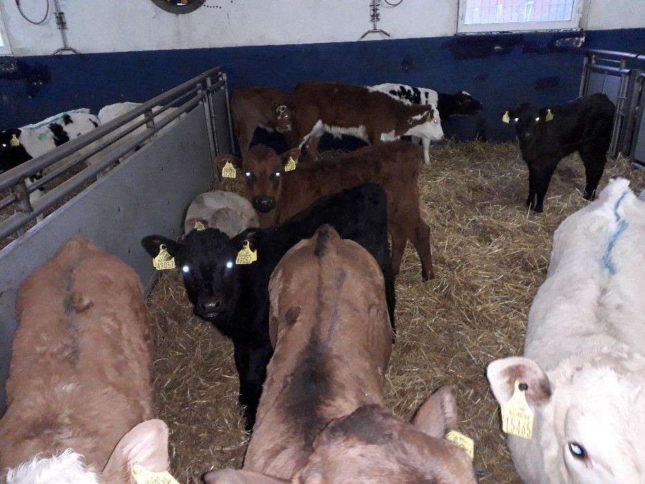 Cielęta, cielaki, byczki oraz jałówki mięsne, MM,MS,HF transport