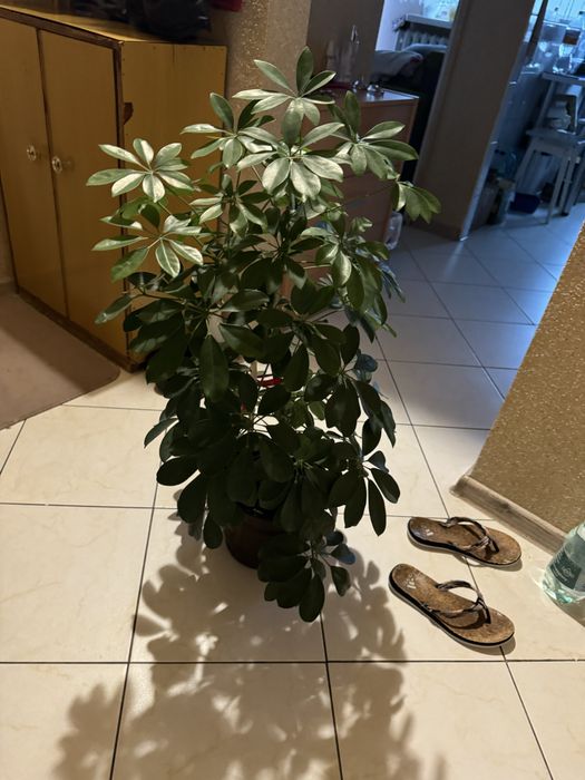 Kwiatek doniczkowy duzy