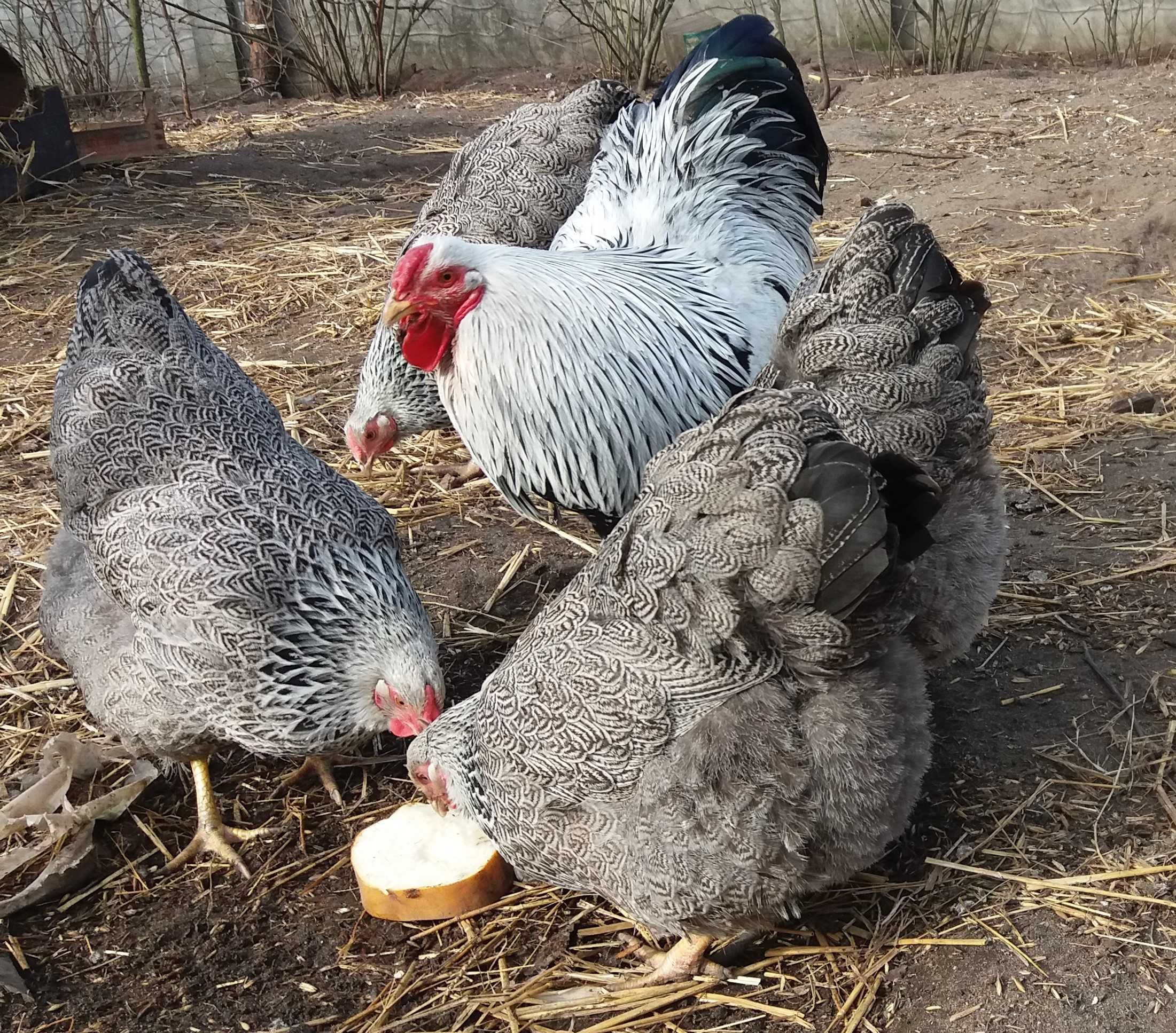 Wyandotte, wyandotta  srebrna jodła olbrzymia, jaja WYSYŁAM