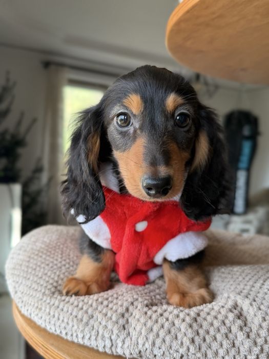 Jamnik króliczy długowsy FCI