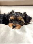 Cukierkowa malutka dziewczynka Yorkshire Terrier już gotowa do odbioru