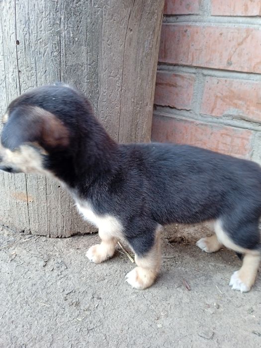 Віддаю собаки безкоштовно