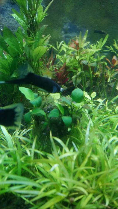 Roślinki do oczka wodnego