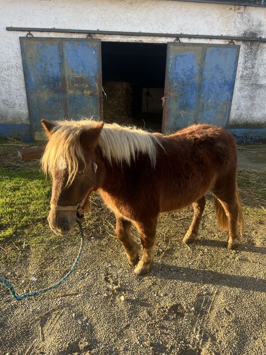 Ponei femea 1,15m