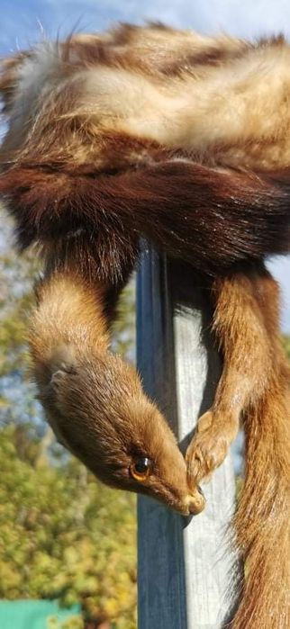 Czapka i szal kuna+norka