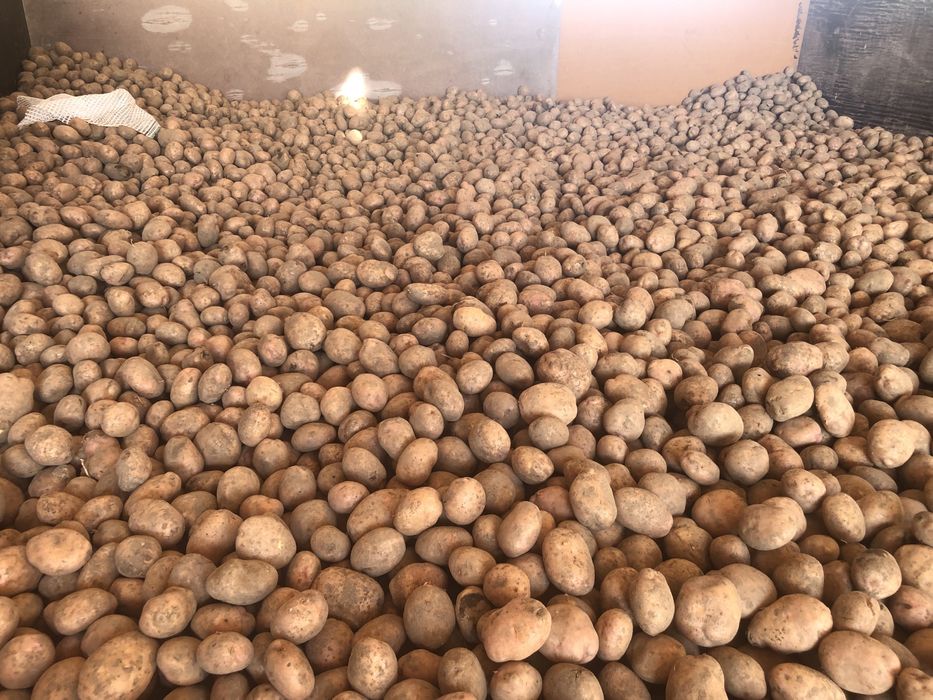 Ziemniaki Irga z własnego gospodarstwa