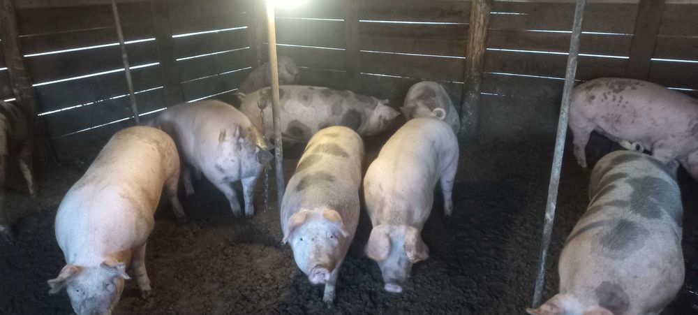 Продам свині живою вагою
