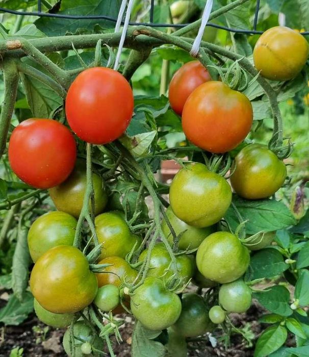 Pomidor Czerwona Kiść nasiona kolekcjonerskie