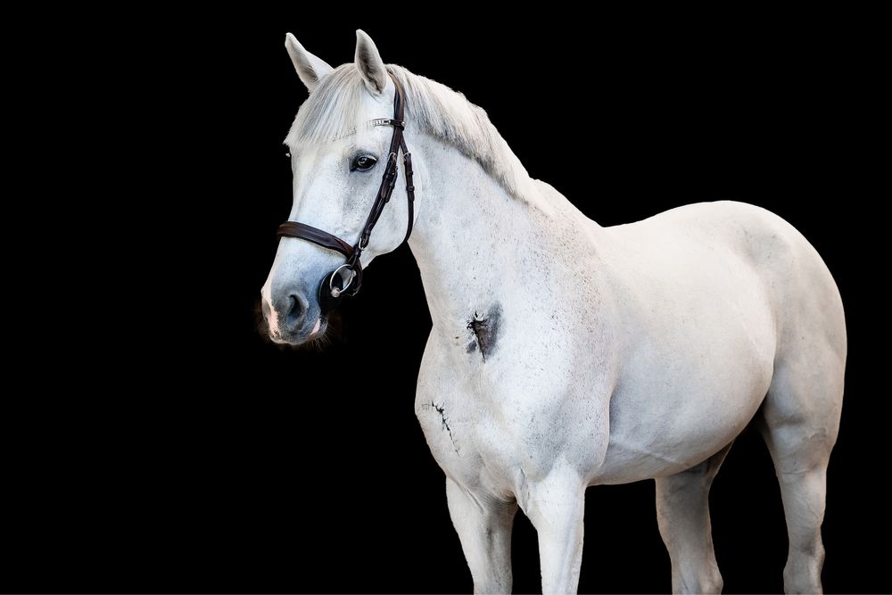 Super koń do dzierzawy!