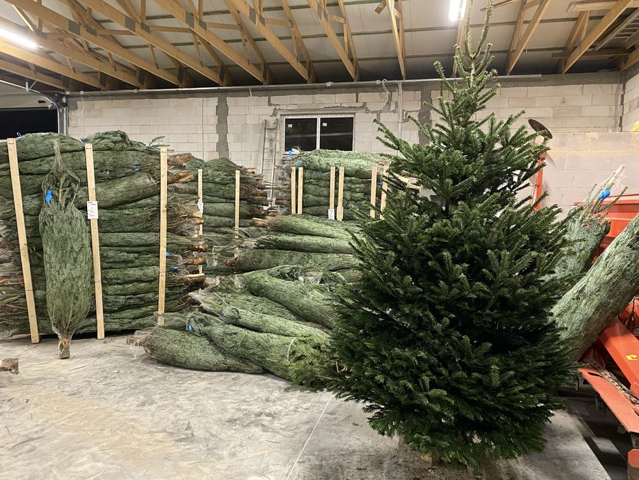 Choinki jodła kaukaska hurt