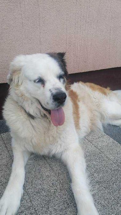 PUMBA to miła duża, rodzinna sunia