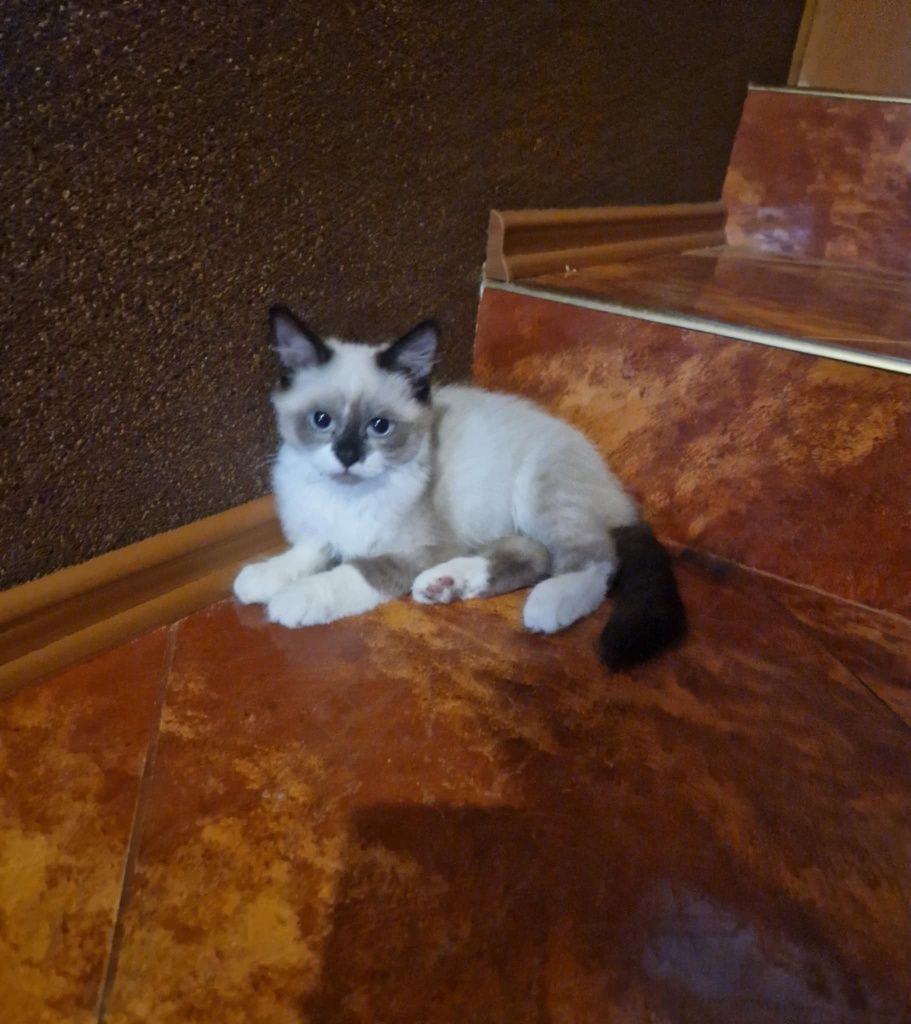 Ragdoll kocurek rag 4msc