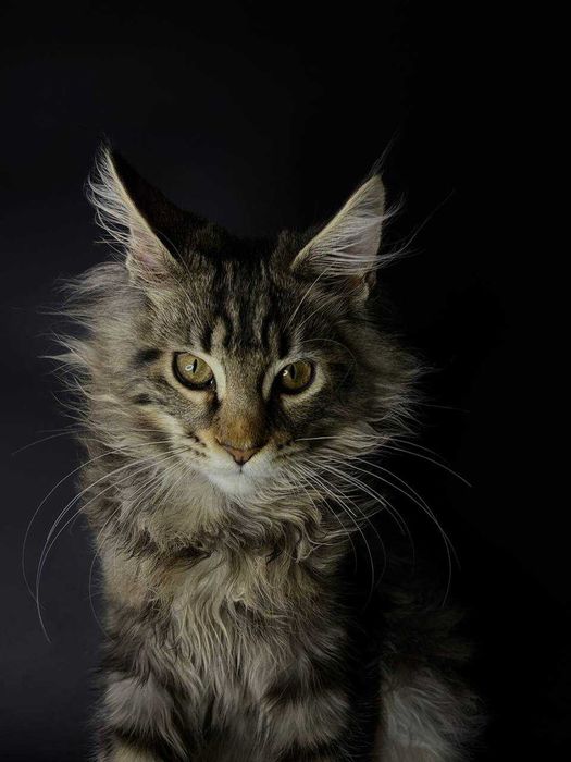 Мейн кун кішечка зі всіма документами WCF та щепленнями Доставка