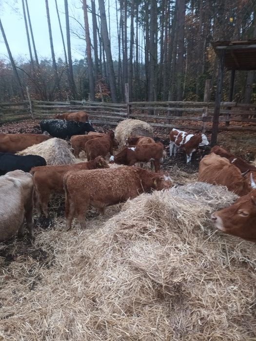 Cielęta odsadki. Byczki i jałówki