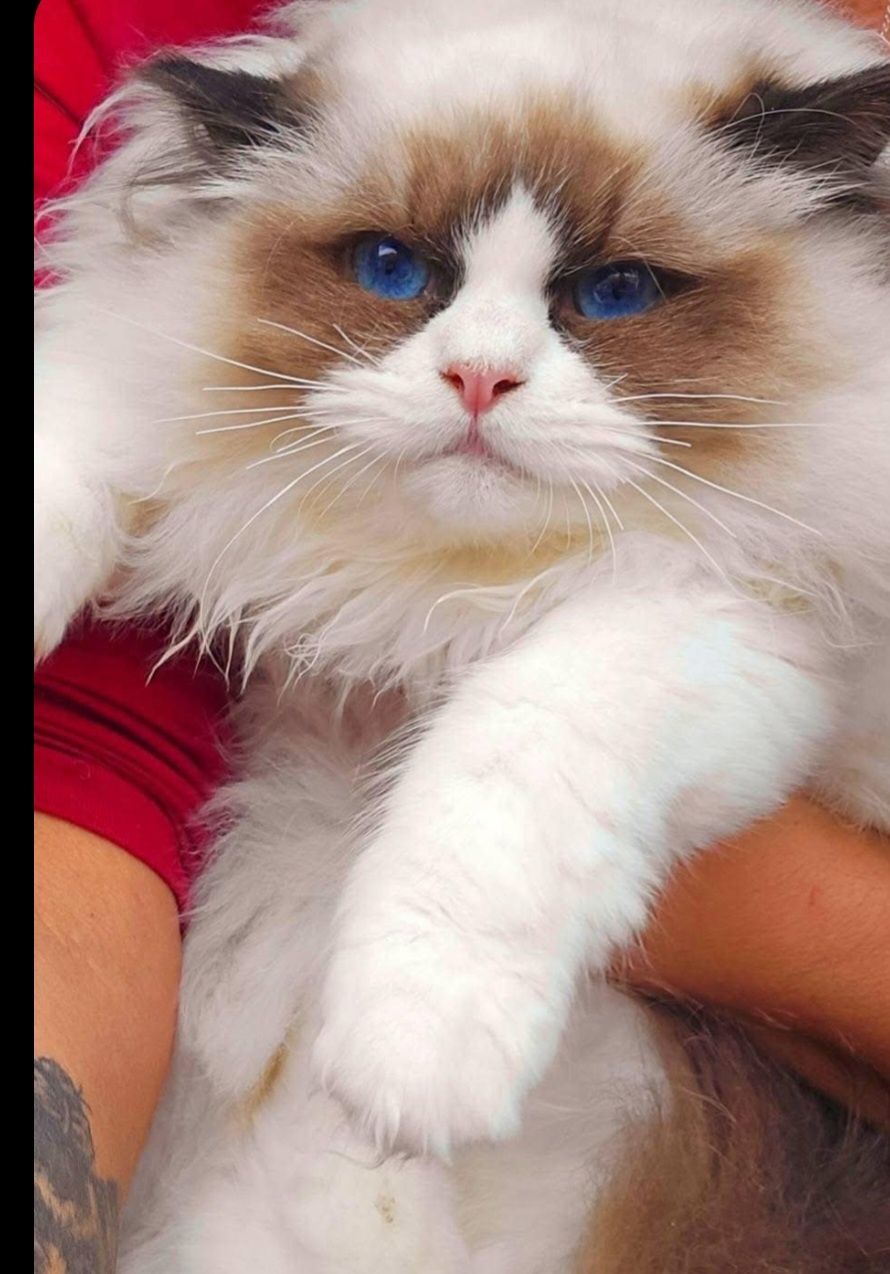 Śliczna kotka Ragdoll