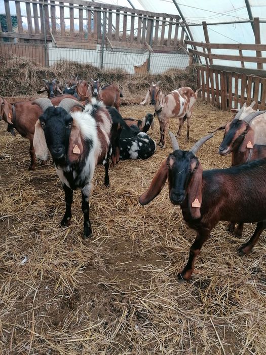 Cabras Anglo Nubianas