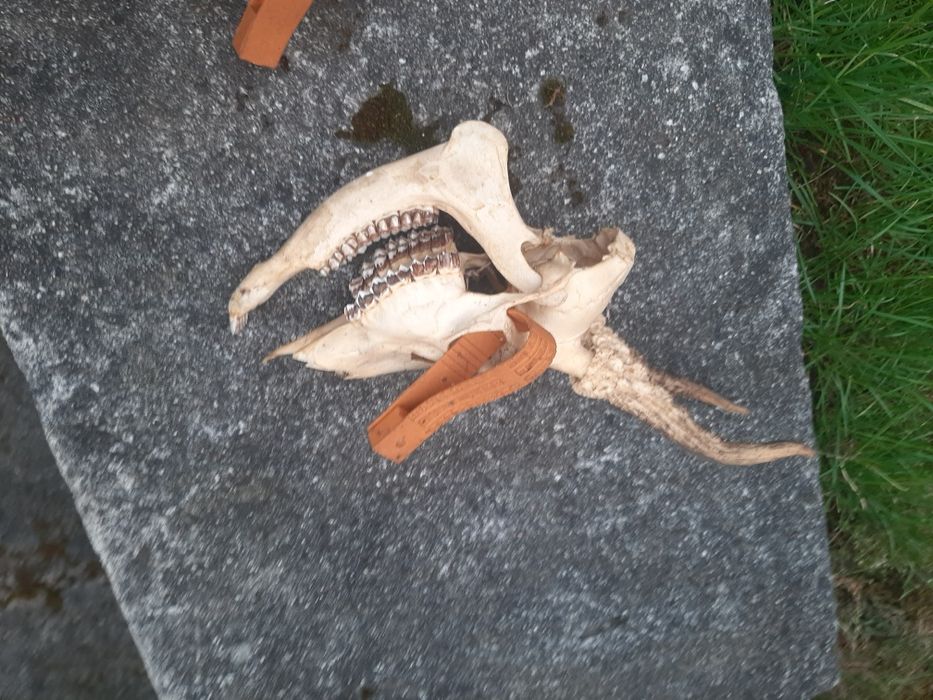 Rogi  z czaszkami  6 szt   dla  myśliwego   kompletne   uzębienie  w p