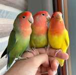 Vendo aves bebés dóceis