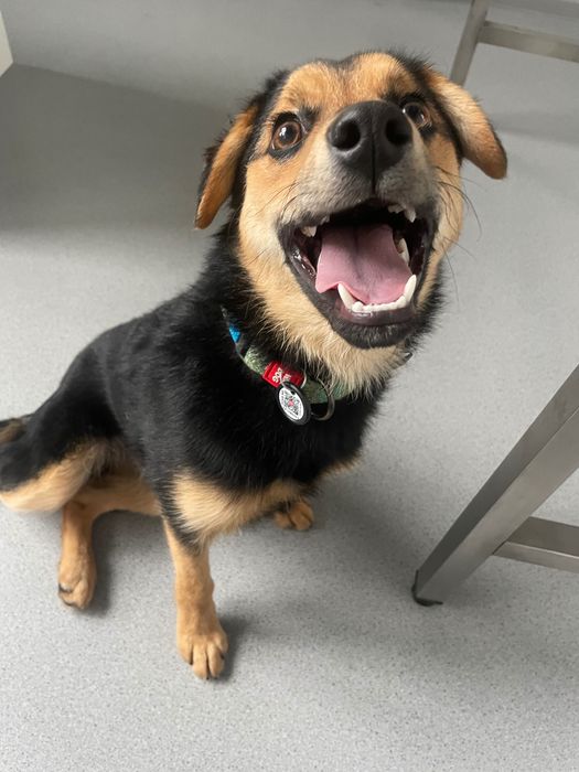 Шукаю сімʼю для чарівних щенят