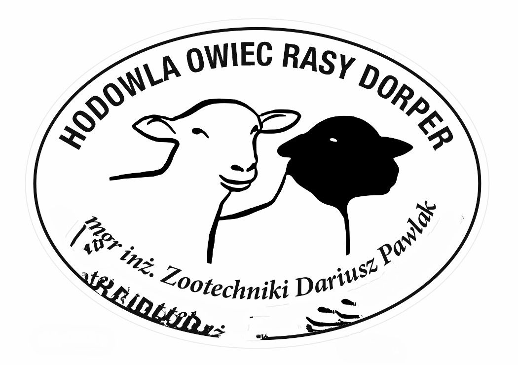 Dorper baranek plus owieczka 100% czysta rasa