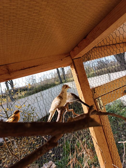 Gołąbki diamentowe