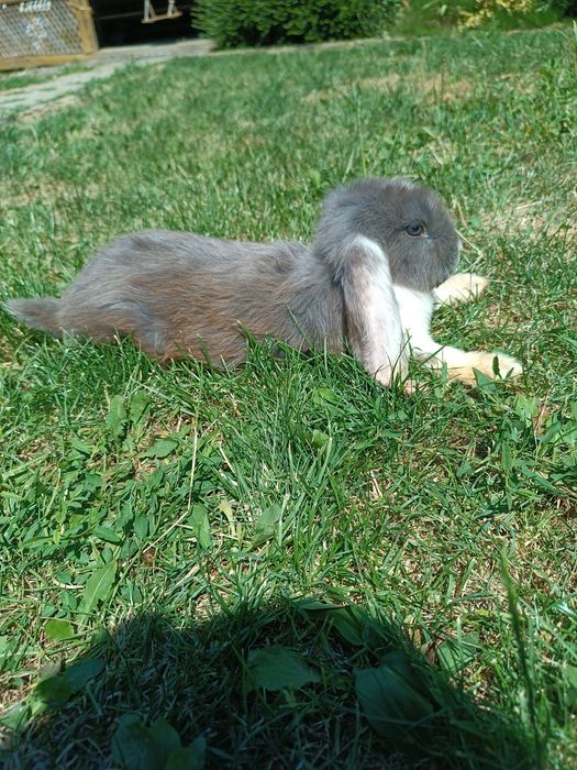 Кролик ФБ 2 та 3+ місяці. Ціна за кроля(не вагу)