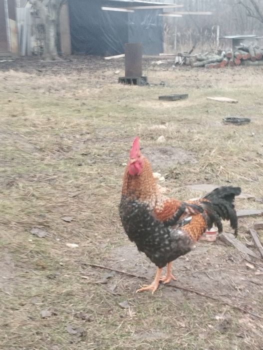 Питухи,Амераукана,и битнамцы.