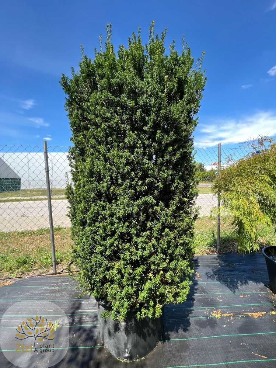 Taxus Baccata / Cis / Wys. 180cm / Obw. 120cm / 160l / cylinder