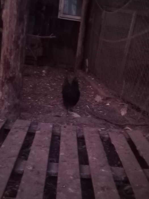 Sprzedam kury koguty Ayami Cemani ozdobne jaja lęgowe, czarne, białe