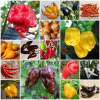 60 variedades de pimentas à escolha - faça o seu kit de sementes