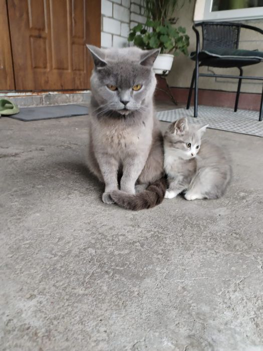 Віддам   котиня!