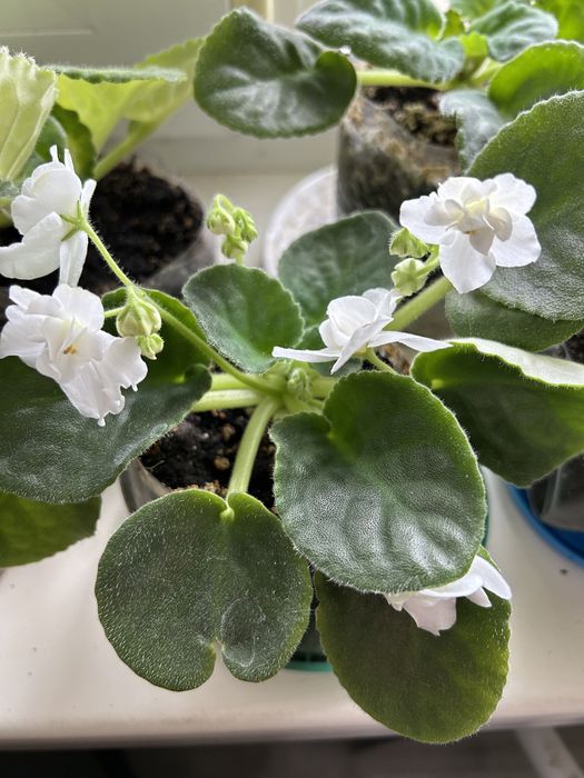 Фиалка белая красивая