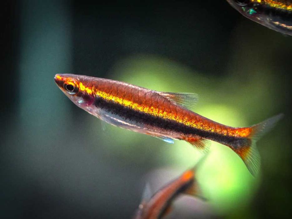 Peixe-Lápis Vermelho