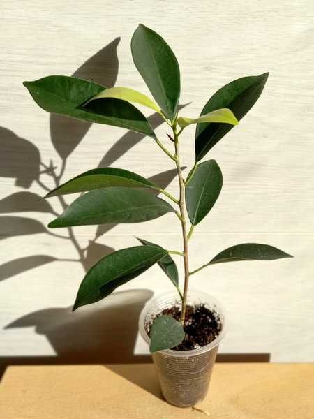 Фікус ретуза мутабіліс, суперба компакта