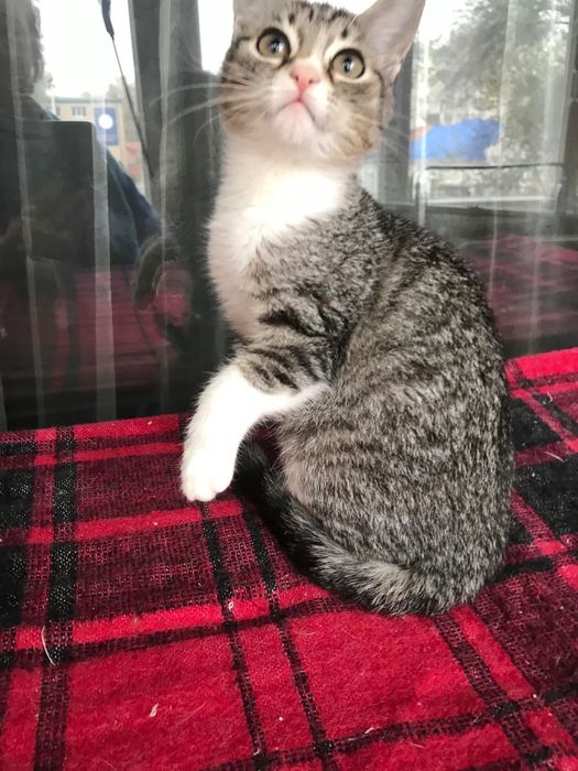 Измените жизнь принцессы. Котёнок бесплатно