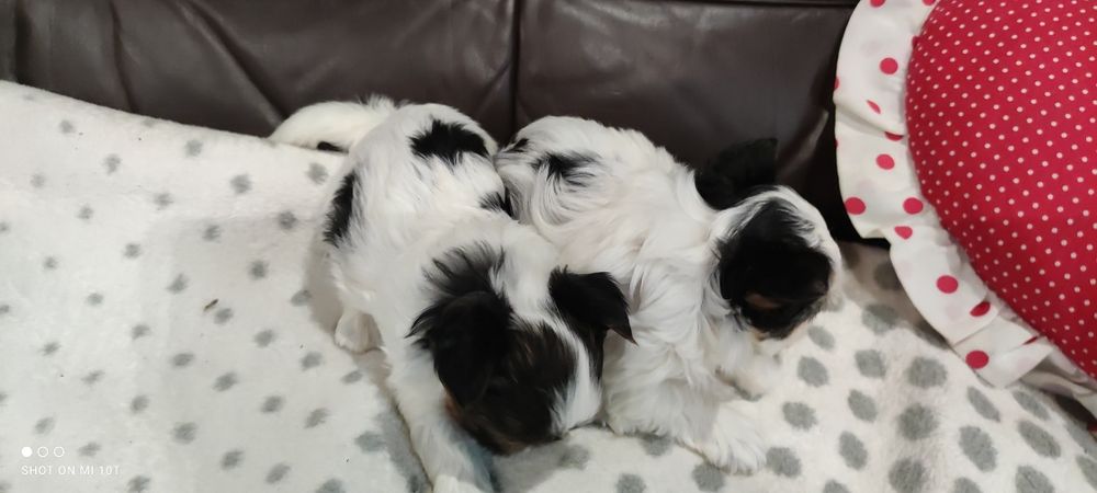 Yorkshire terrier biewer mini z metryką