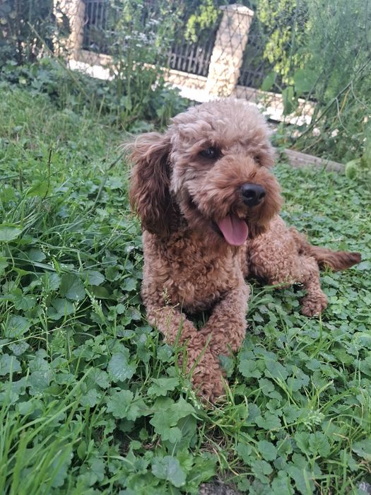 Reproduktor krycie pudel miniatura red