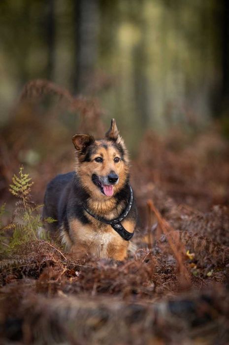 Hela - prześliczna suczka w typie owczarka ADOPCJA