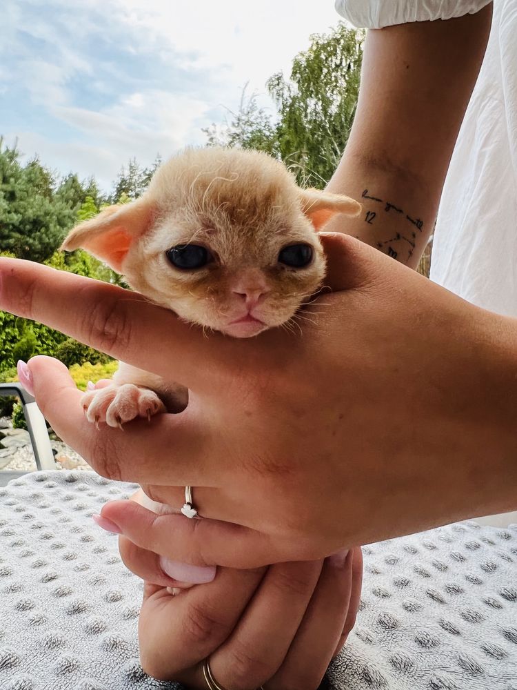 Ideakny hodowlany chlopiec devon rex
