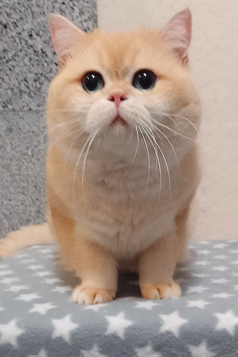 Do rezerwacji - rodowodowa koteczka brytyjska krótkowłosa czarno-zlota