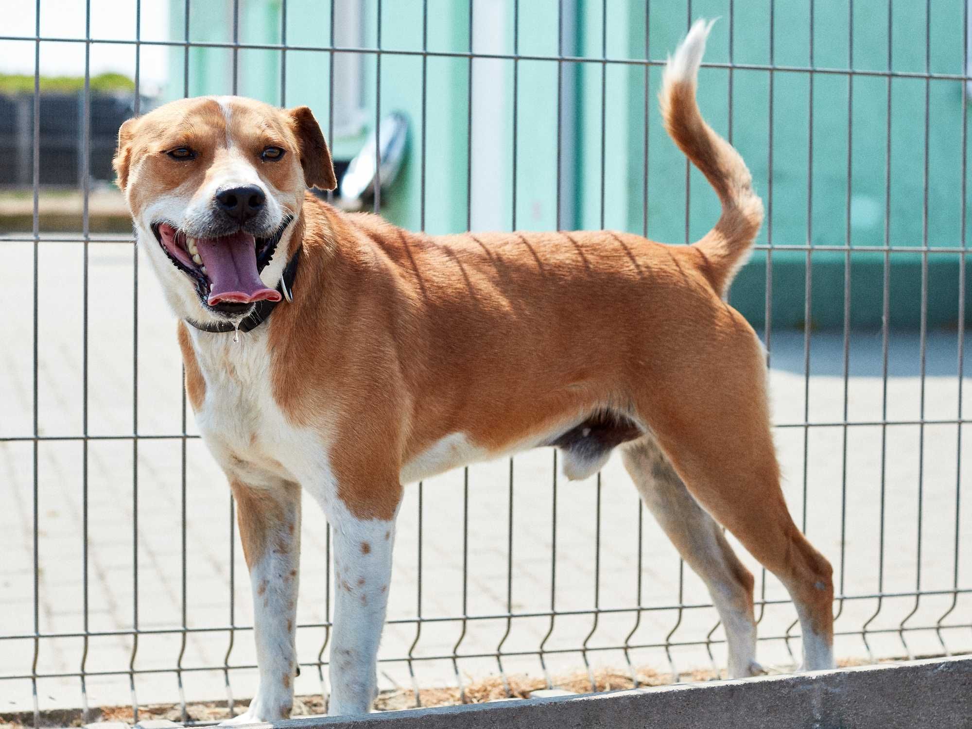 Laki - cudny psiak do adopcji Szczecin / Choszczno